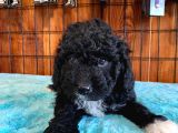Özel Siyah Poodle Yavrularımız