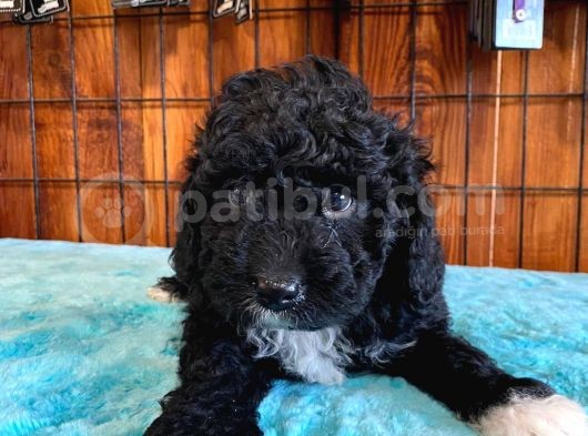 Özel Siyah Poodle Yavrularımız görsel