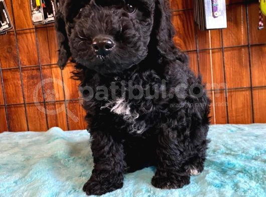 Özel Siyah Poodle Yavrularımız görsel