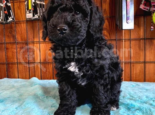 Özel Siyah Poodle Yavrularımız görsel