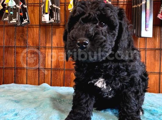 Özel Siyah Poodle Yavrularımız