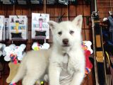 Bir gözü yeşil bir gözü mavi özel husky