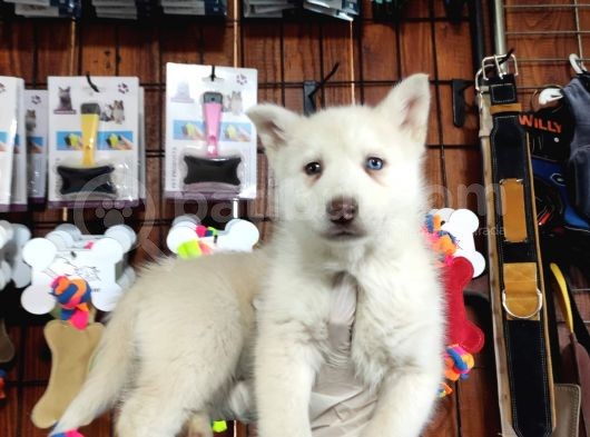 Bir Gözü Yeşil Bir Gözü Mavi Özel Husky