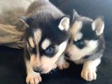 Safkan Mavi gözlü maskeli husky Sibirya kurdu