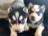 Safkan Mavi Gözlü Maskeli Husky Sibirya Kurdu