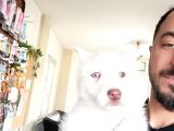 Bir Gözü Yeşil Bir Gözü Mavi Özel Husky
