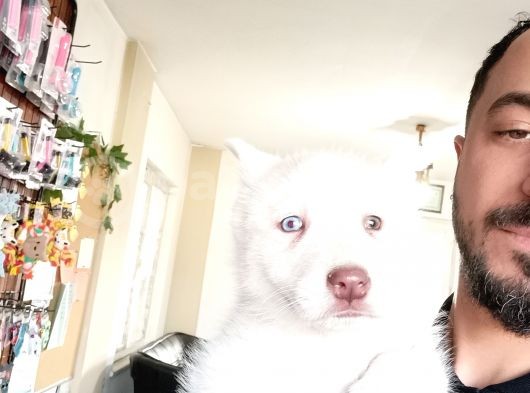 Bir Gözü Yeşil Bir Gözü Mavi Özel Husky görsel