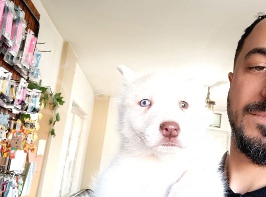 Bir Gözü Yeşil Bir Gözü Mavi Özel Husky görsel