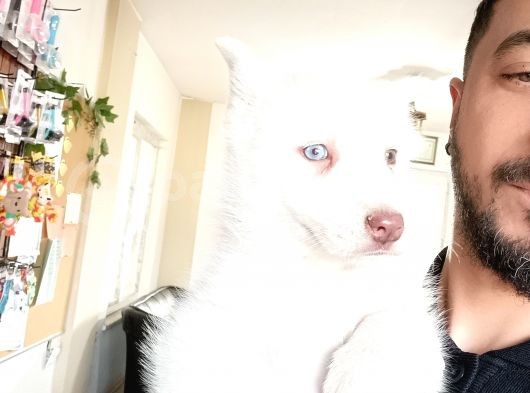 Bir Gözü Yeşil Bir Gözü Mavi Özel Husky görsel