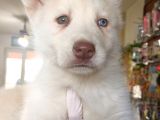 Bir Gözü Yeşil Bir Gözü Mavi Özel Husky