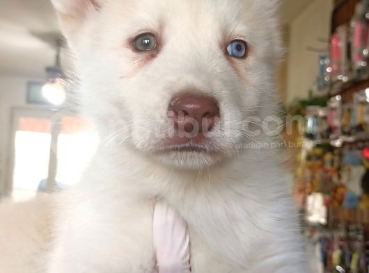 Bir Gözü Yeşil Bir Gözü Mavi Özel Husky görsel