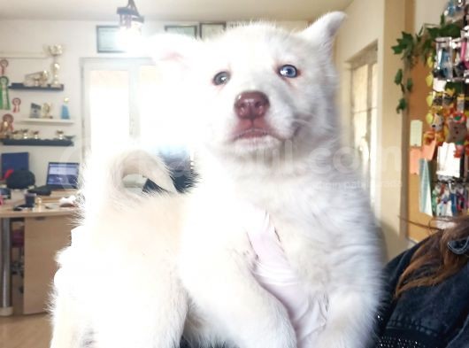 Bir Gözü Yeşil Bir Gözü Mavi Özel Husky görsel