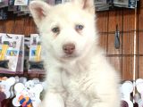Bir Gözü Yeşil Bir Gözü Mavi Özel Husky