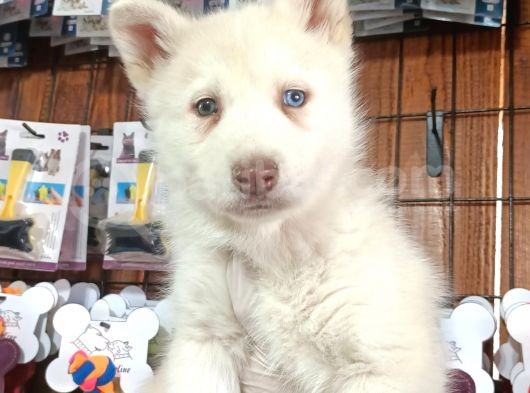 Bir Gözü Yeşil Bir Gözü Mavi Özel Husky görsel