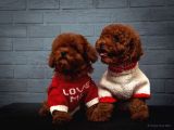 Toy poodle red brown kore tip yavrularimiz