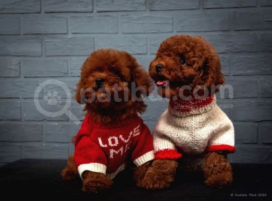 Toy poodle red brown kore tip yavrularimiz
