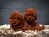 Toy Poodle Red Brown Kore Tip Yavrularimiz