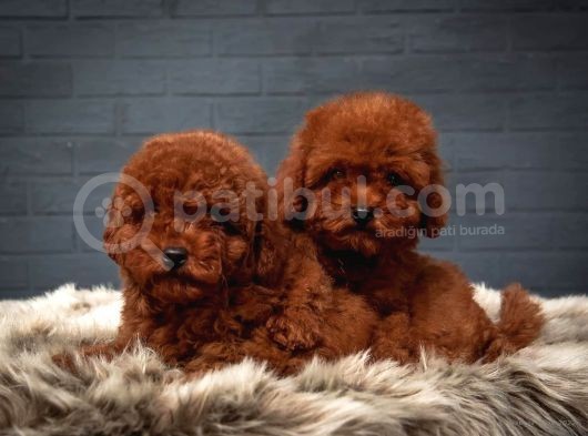 Toy Poodle Red Brown Kore Tip Yavrularimiz görsel