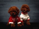 Toy Poodle Red Brown Kore Tip Yavrularimiz