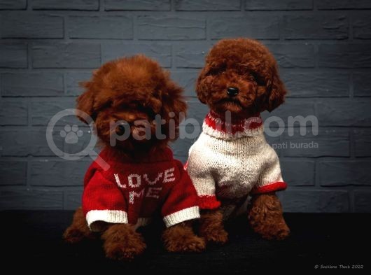 Toy Poodle Red Brown Kore Tip Yavrularimiz görsel