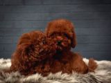 Toy Poodle Red Brown Kore Tip Yavrularimiz