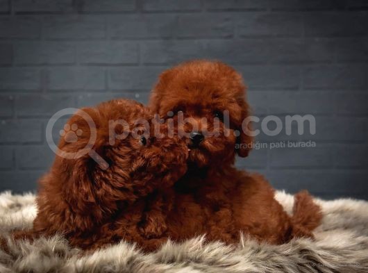 Toy Poodle Red Brown Kore Tip Yavrularimiz görsel