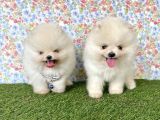 Pomeranian Boo Teddy Bear Yavrularimiz