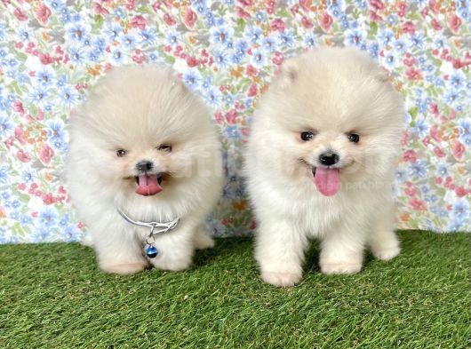 Pomeranian Boo Teddy Bear Yavrularimiz görsel