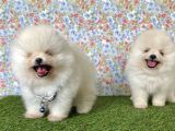 Pomeranian Boo Teddy Bear Yavrularimiz
