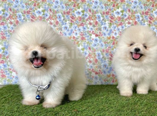 Pomeranian Boo Teddy Bear Yavrularimiz görsel