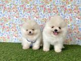 Pomeranian Boo Teddy Bear Yavrularimiz