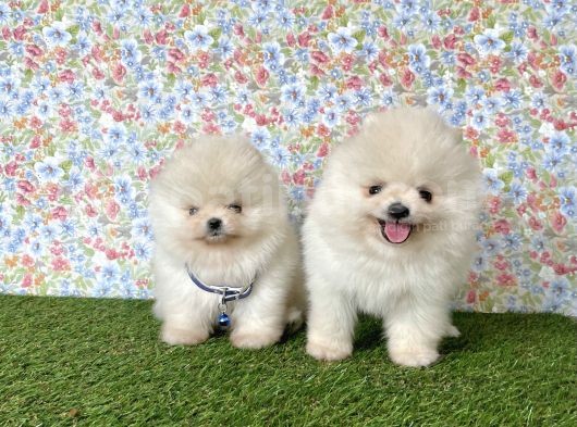 Pomeranian Boo Teddy Bear Yavrularimiz görsel