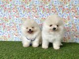 Pomeranian Boo Teddy Bear Yavrularimiz