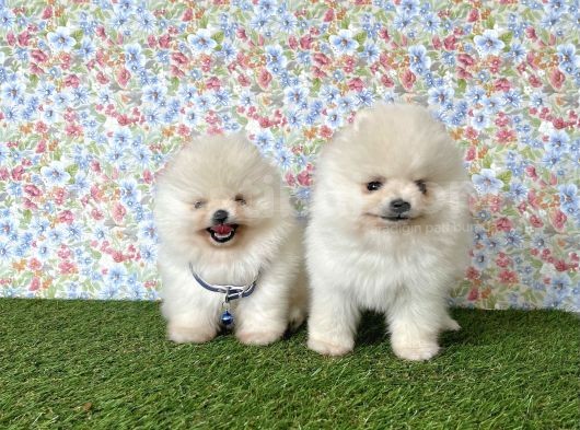 Pomeranian Boo Teddy Bear Yavrularimiz görsel