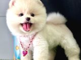 Pomeranian Boo Teddy Bear Yavrularimiz