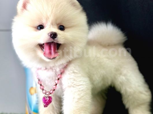 Pomeranian Boo Teddy Bear Yavrularimiz görsel