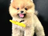 Pomeranian Boo Teddy Bear Yavrularimiz