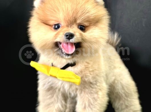 Pomeranian Boo Teddy Bear Yavrularimiz görsel