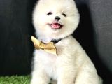Pomeranian Boo Teddy Bear Yavrularimiz