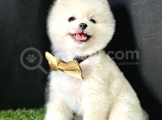Pomeranian Boo Teddy Bear Yavrularimiz görsel