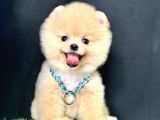 Pomeranian Boo Teddy Bear Yavrularimiz