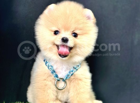 Pomeranian Boo Teddy Bear Yavrularimiz görsel