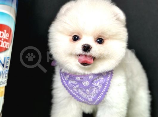 Pomeranian boo teddy bear yavrularimiz