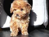 Maltıpoo Bebeklerimiz