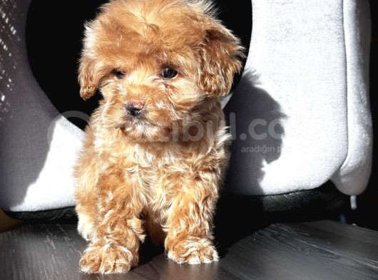 Maltıpoo Bebeklerimiz görsel