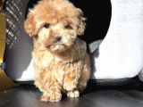 Maltıpoo Bebeklerimiz