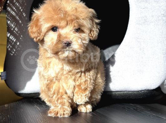 Maltıpoo Bebeklerimiz görsel