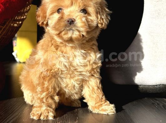 Maltıpoo Bebeklerimiz görsel