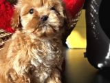 Maltıpoo Bebeklerimiz