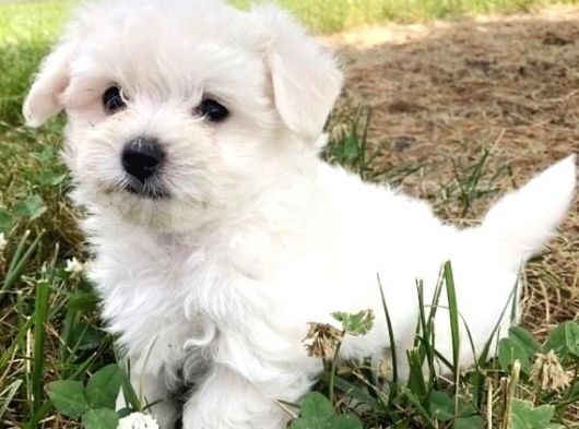 Kore Maltese A Kalite Kar Beyazı Yavrularım 2 Aylık görsel
